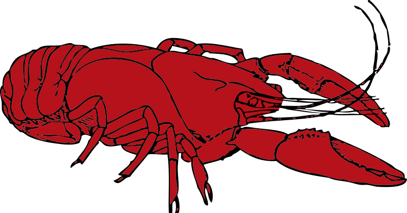 seafood clipart red animal