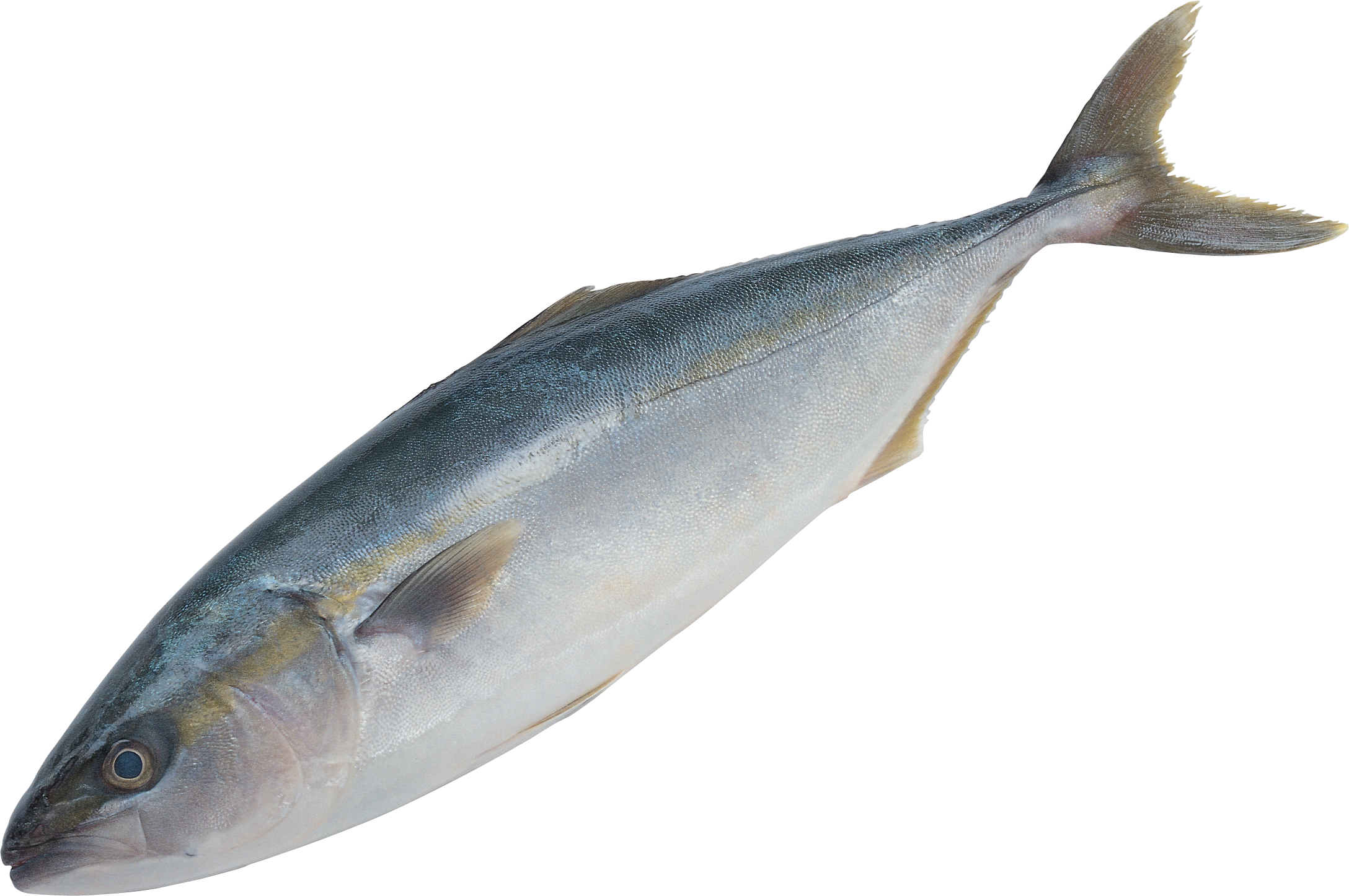 Tuna clipart fish gill. Clip art png transprent