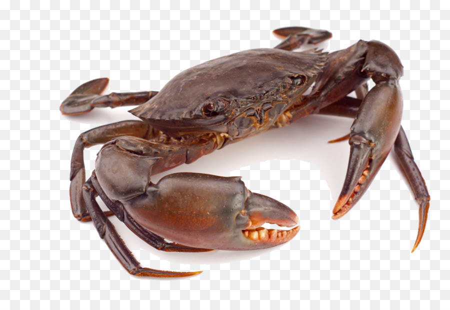 Background transparent clip art. Seafood clipart shell crab