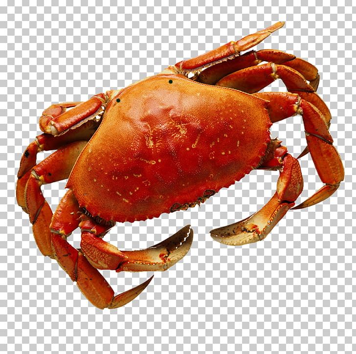 seafood clipart shell crab
