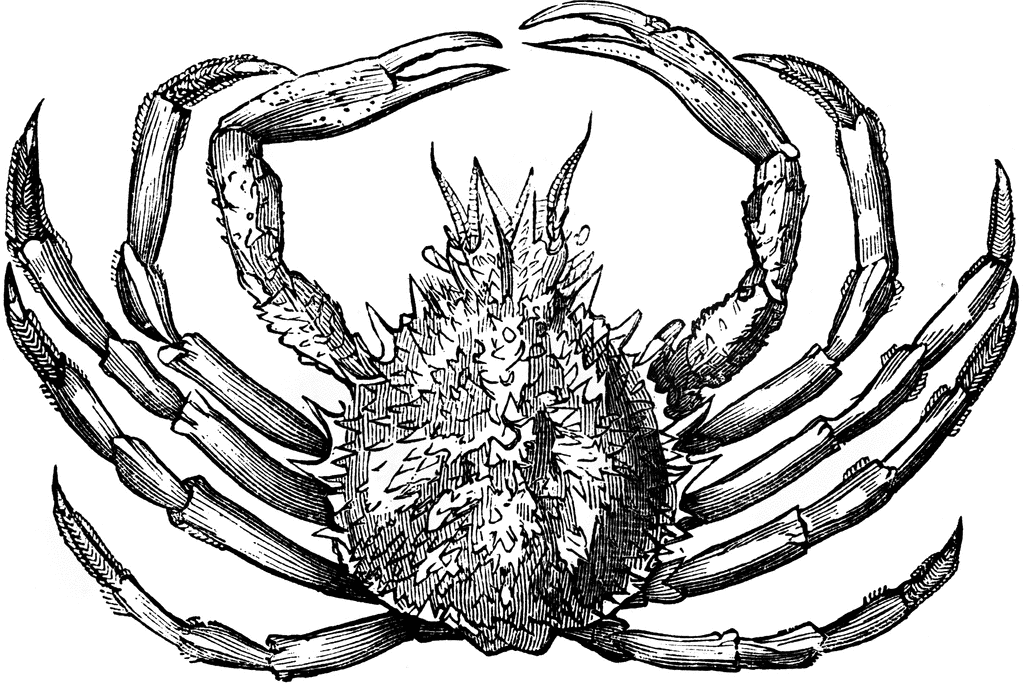 seafood clipart spider crab
