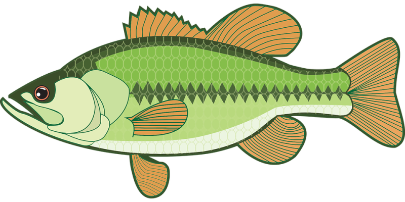 seafood clipart transparent background