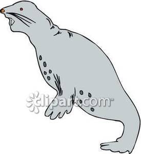 Seal clipart angry. Barking leopard royalty free