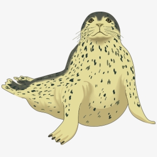 seal clipart animal antarctic