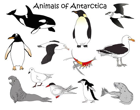 seal clipart animal antarctica