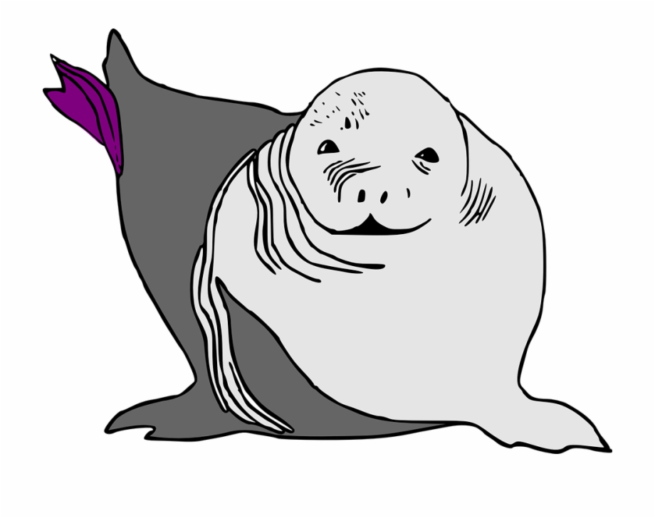 Seal clipart animated, Seal animated Transparent FREE for download on ...