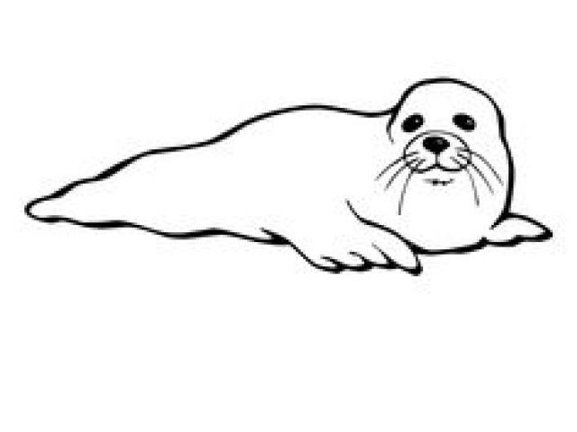 seal clipart artic seal