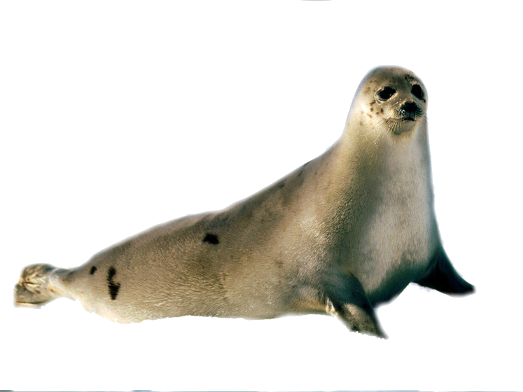 Walrus clipart transparent background sea creature. Harbor seal animal png