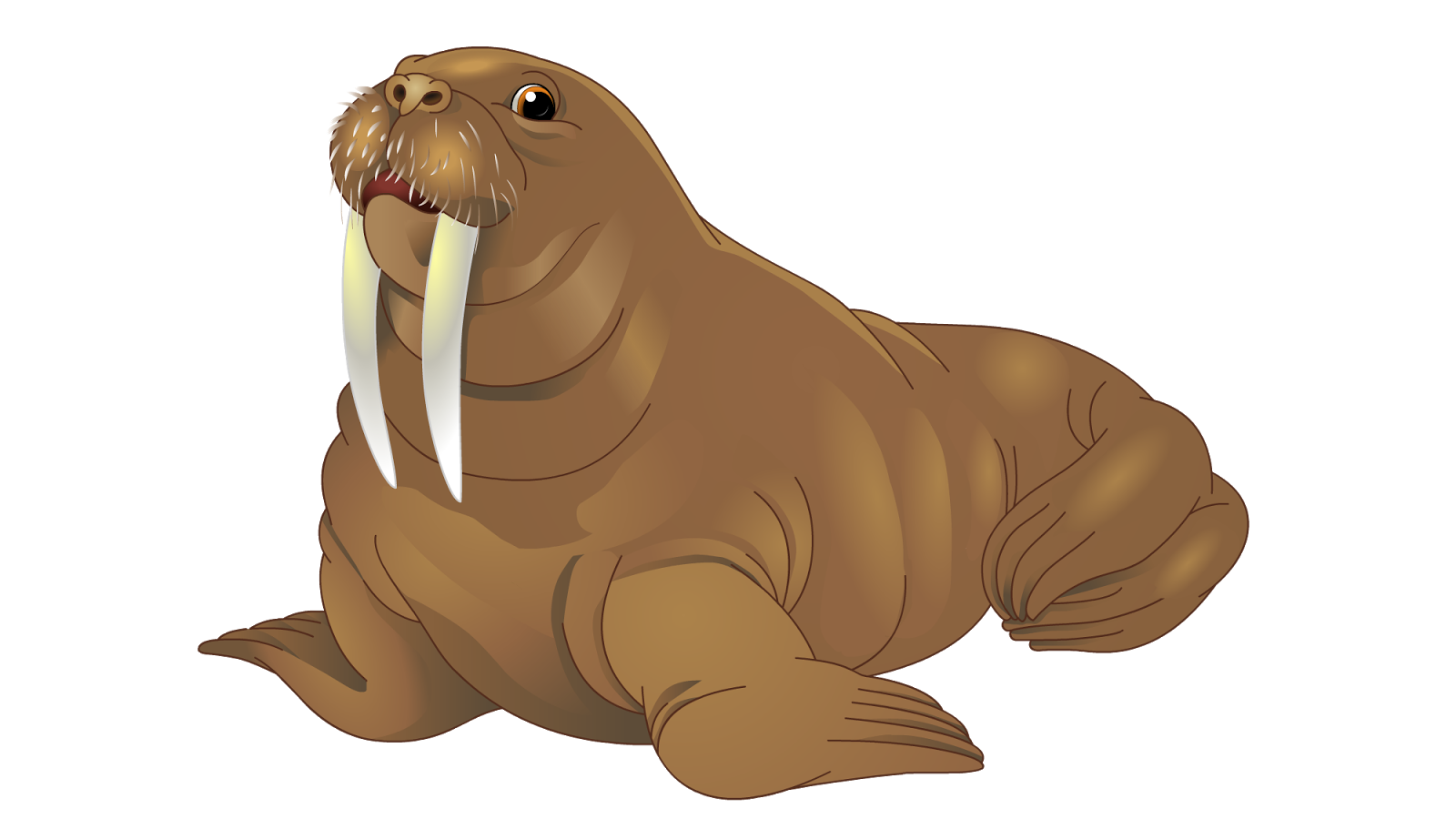 walrus clipart transparent background sea creature
