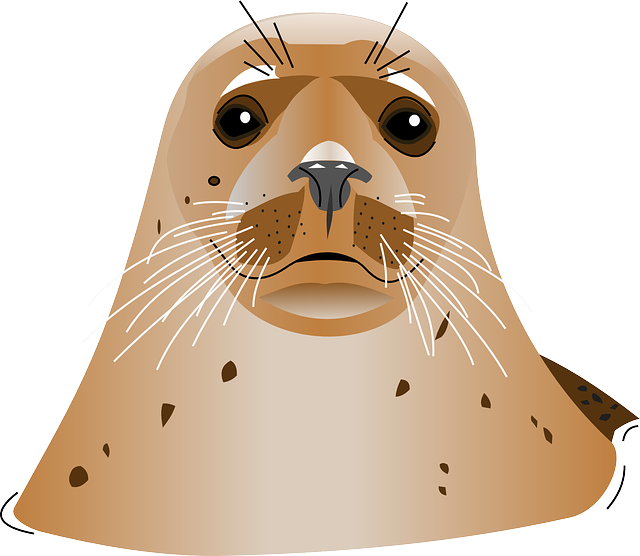 Walrus clipart animal habitat. Harbor seal png images