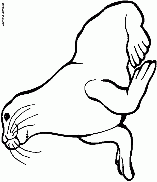 seal clipart coloring page