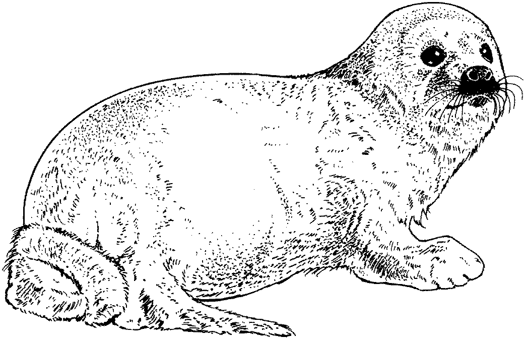 seal clipart coloring page