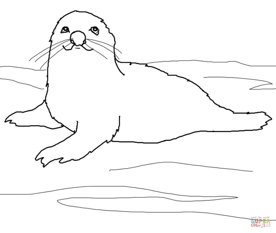 seal clipart easy cartoon