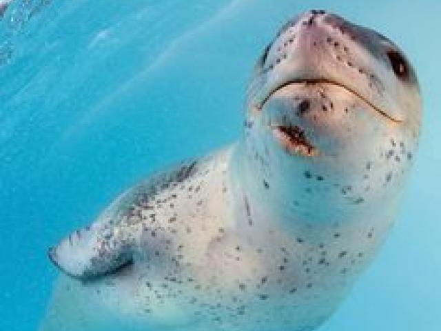 Seal clipart evil. Free queen download clip