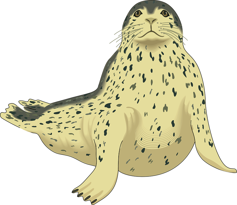 seal clipart harbor seal