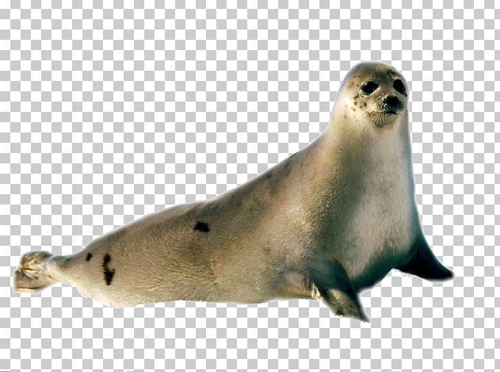 seal clipart harbor seal