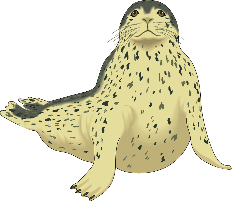 seal clipart leapord