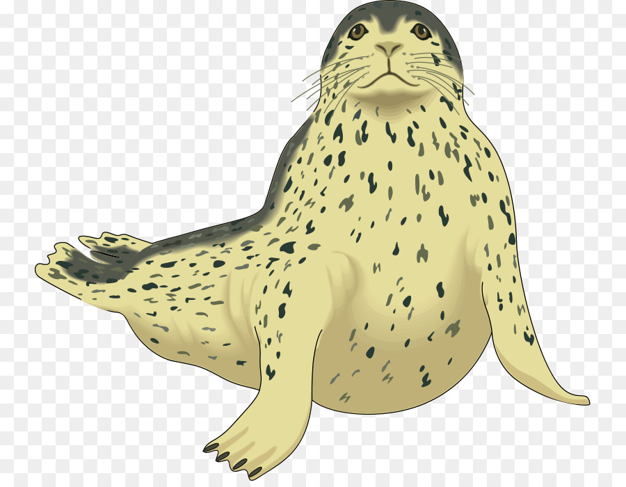 seal clipart leopard seal