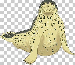 seal clipart leopard seal