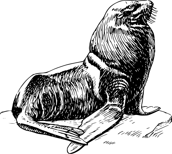 seal clipart male