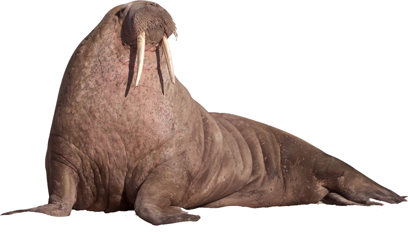 Sitting on the ground. Walrus clipart transparent background sea creature