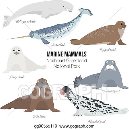 seal clipart marine mammal