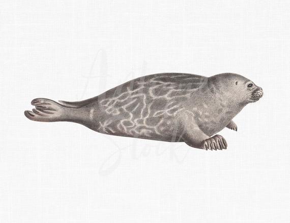 seal clipart printable