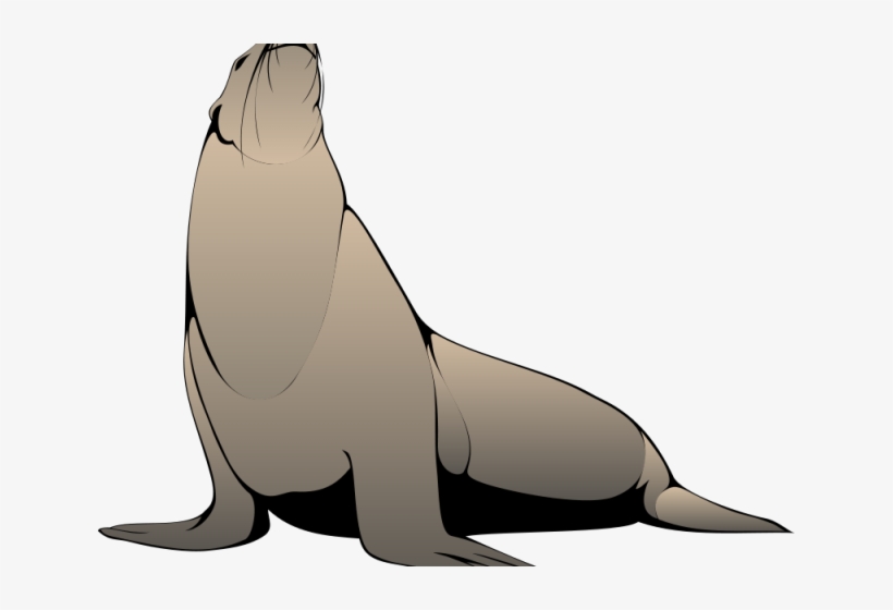 seal clipart realistic