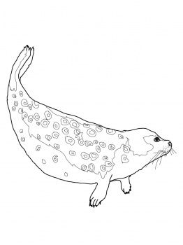 seal clipart ringed seal
