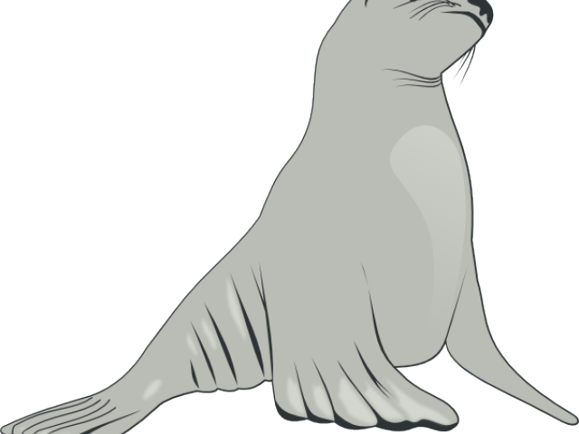 seal clipart snow seal