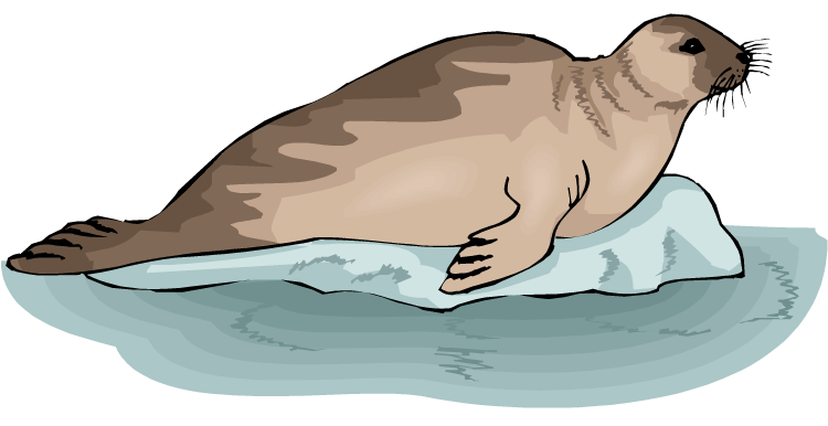 seal clipart water animal