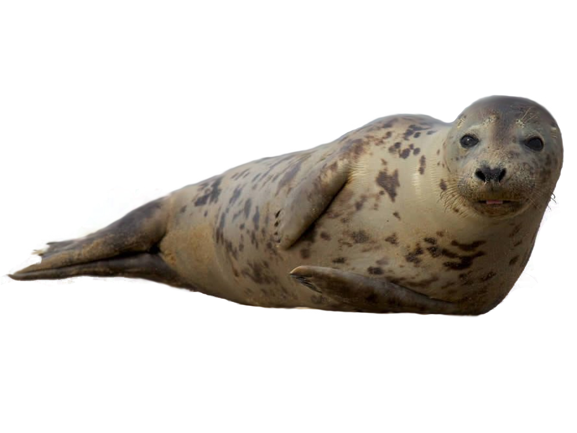 Seal clipart weddell seal. Animal png transparent images