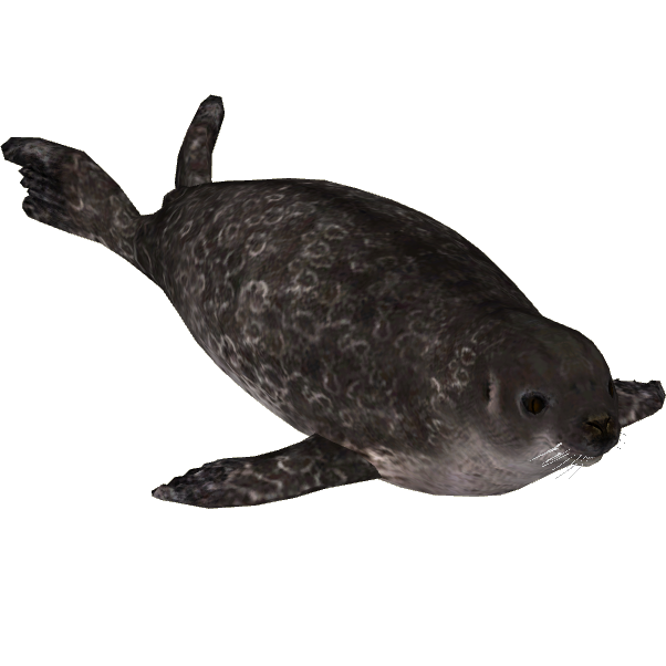 Animal png transparent images. Seal clipart weddell seal