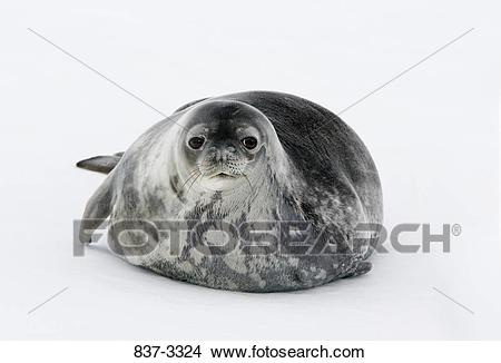 Free download clip art. Seal clipart weddell seal