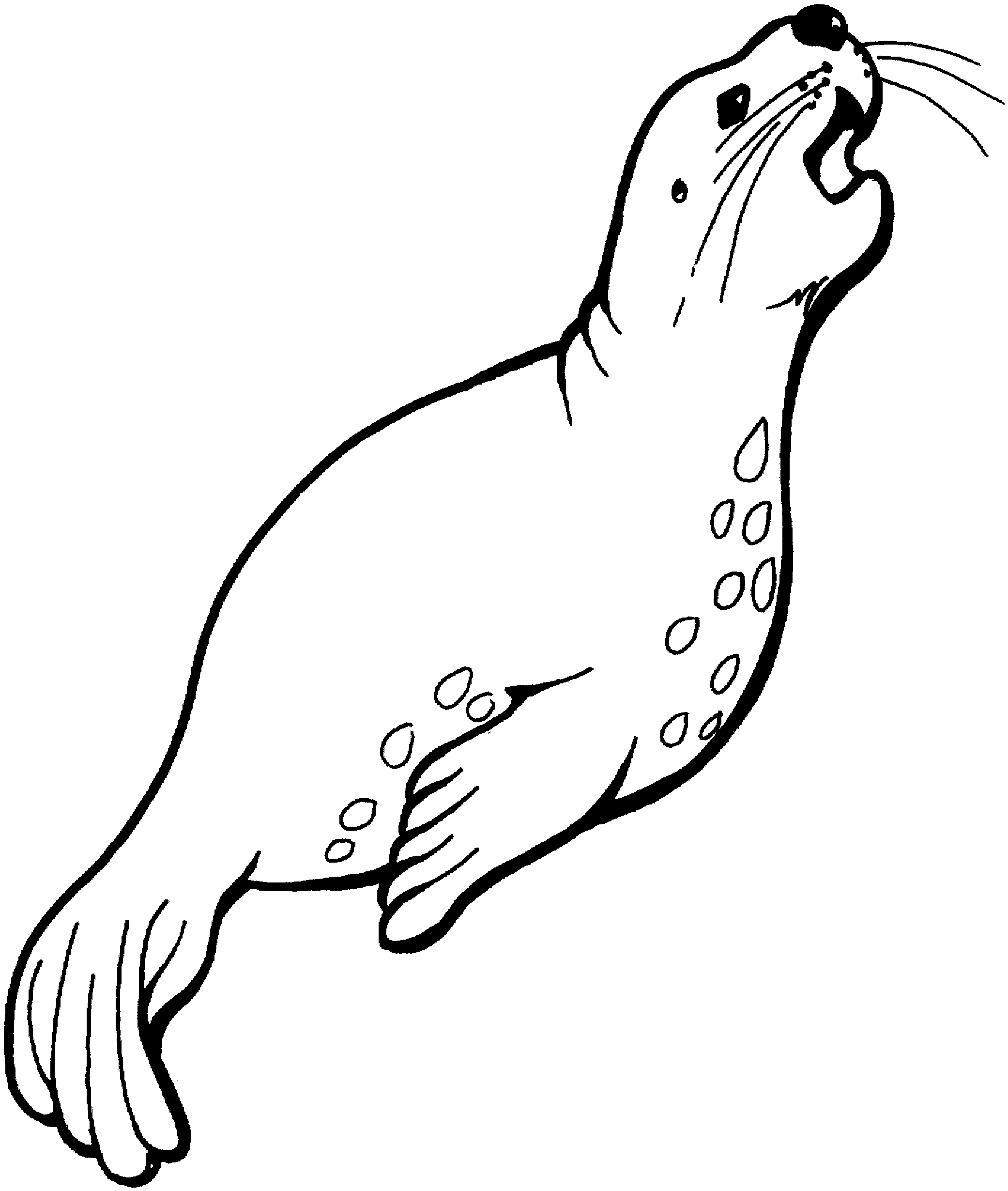 Seal clipart weddell seal. Free download clip art