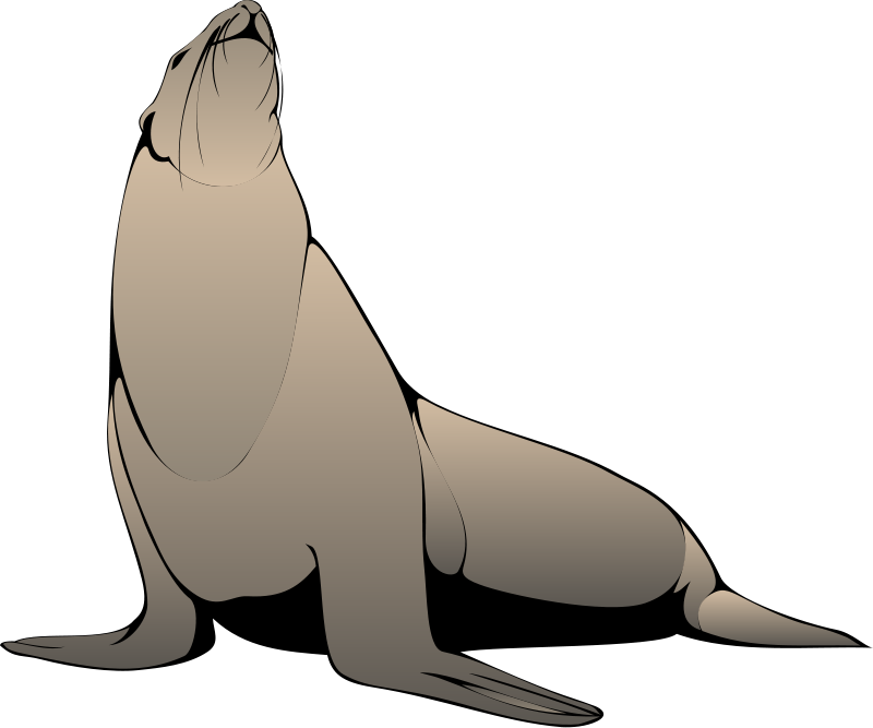 seal clipart winter seal