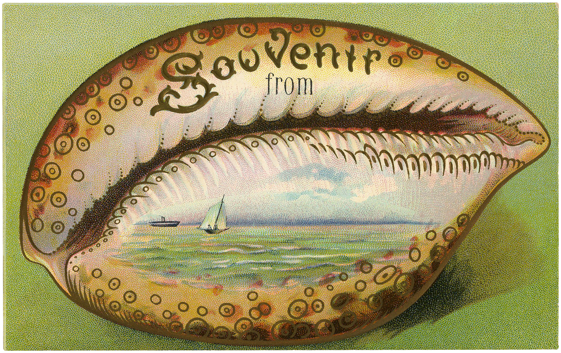  souvenir seashell the. Seashells clipart 6 object