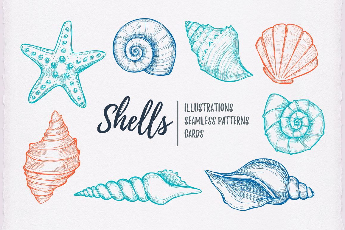 Shell clipart illustration. Shells hand drawn illustrations