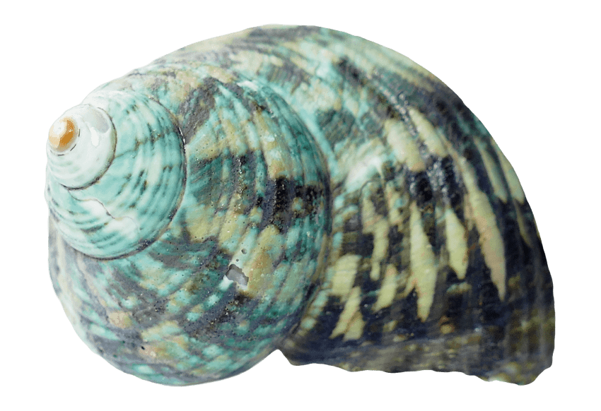 seashells clipart 9 object