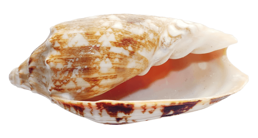 Seashells clipart 9 object. Seashell png free images