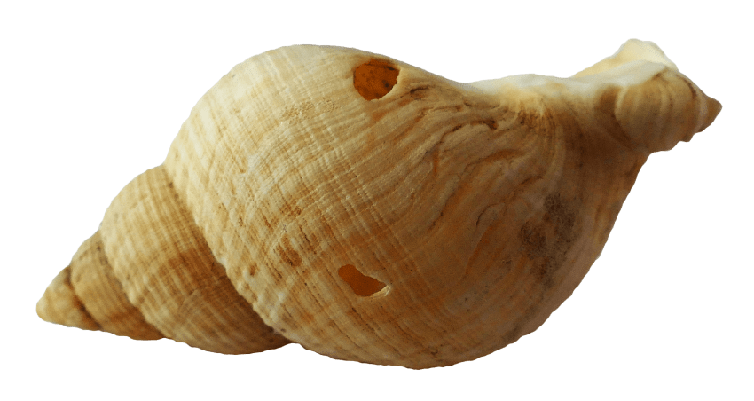 Seashell png free images. Seashells clipart 9 object