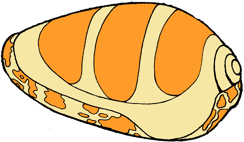 seashells clipart animated