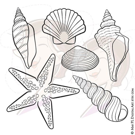 seashells clipart beach stuff