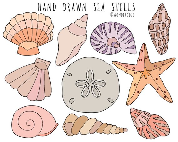 Sea shells hand drawn. Shell clipart illustration