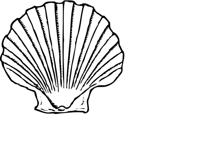seashells clipart black and white