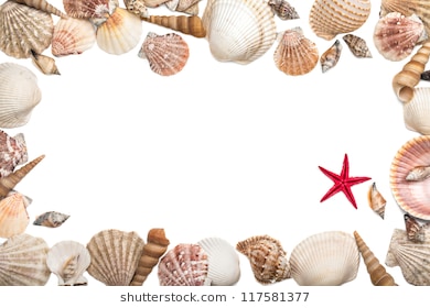 seashells clipart boarder