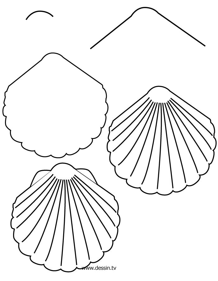 seashells clipart easy draw