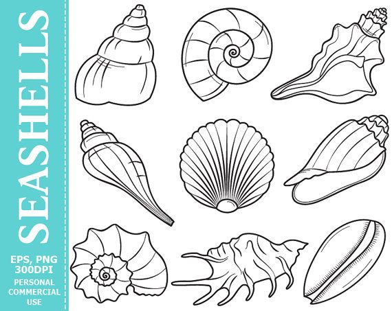 seashells clipart line