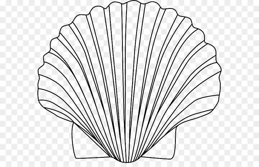 seashells clipart line