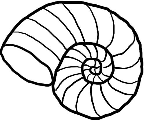 seashells clipart line